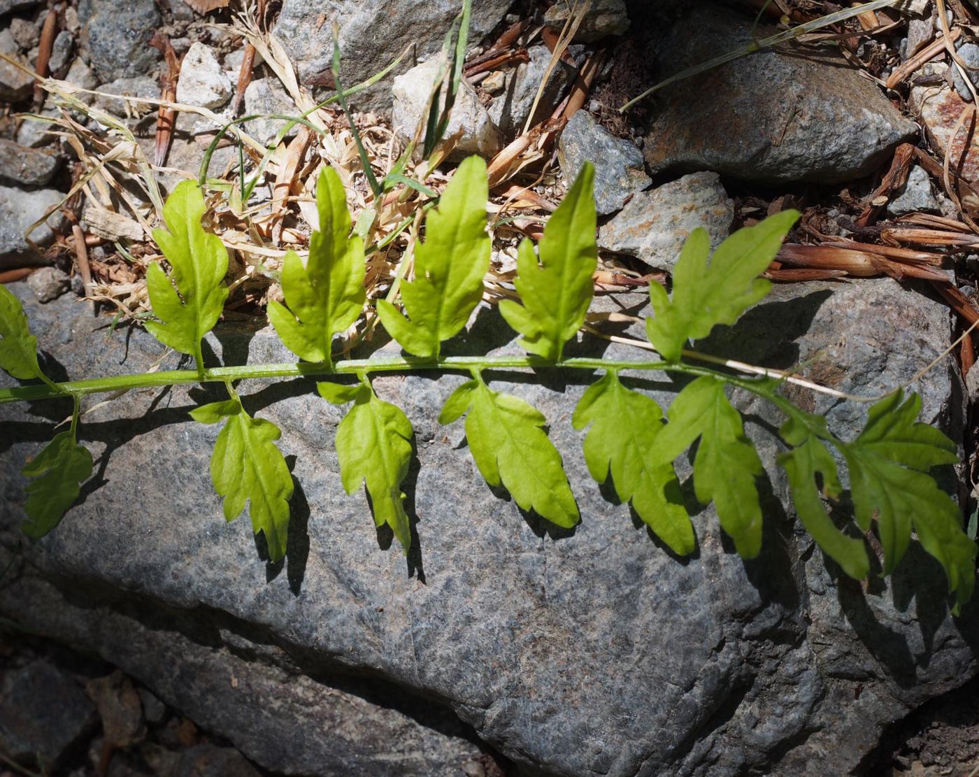 Bittercress, Narrow-leaved leaf